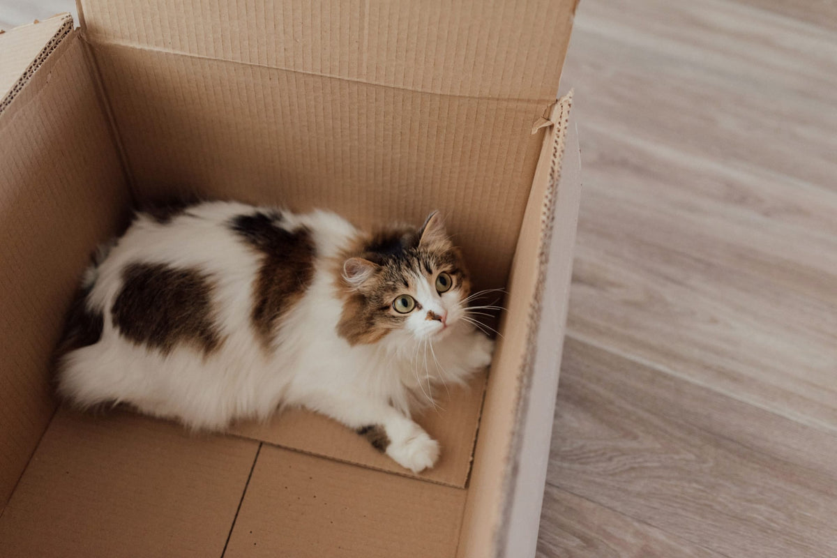 Chat tricolore à poil long couché dans un carton ouvert, sur un parquet clair