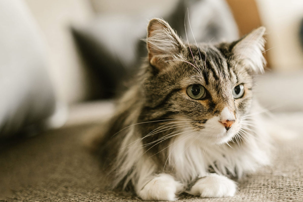Chat tigré à poil long allongé sur un canapé, le regard perdu