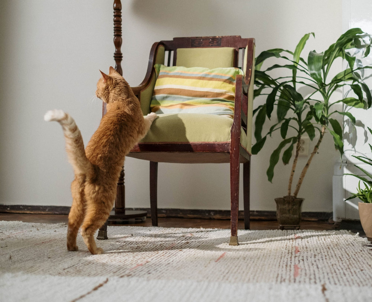 Chat roux dressé contre un fauteuil, en train d’y faire ses griffes, dans un salon plein de plantes