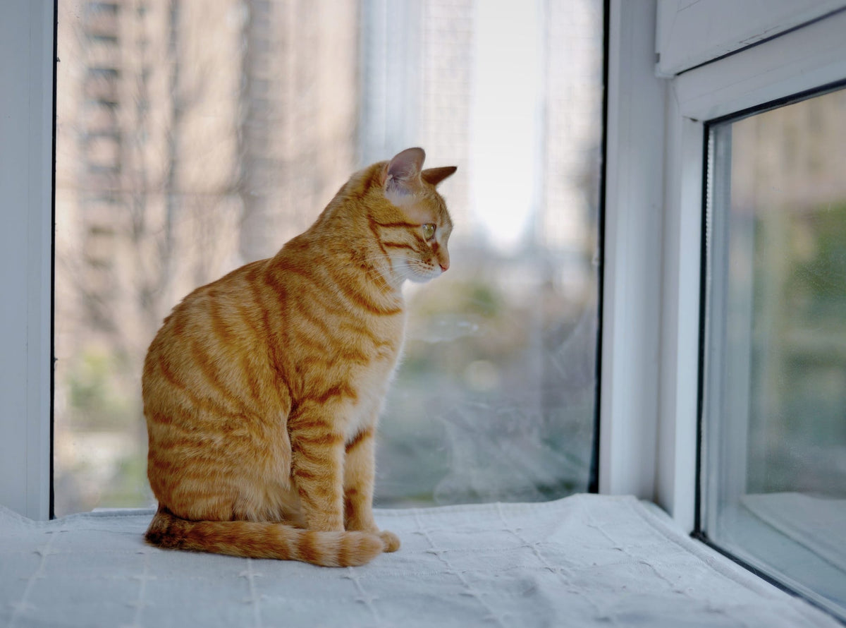 Chat roux tigré assis sur le rebord d’une fenêtre fermée, qui regarde la ville